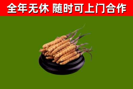 成安县回收冬虫夏草